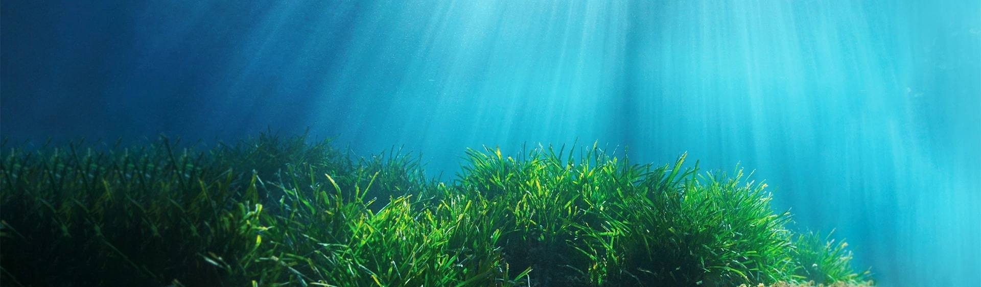 ban-posidonia-seagrass-min-1920×562.jpg