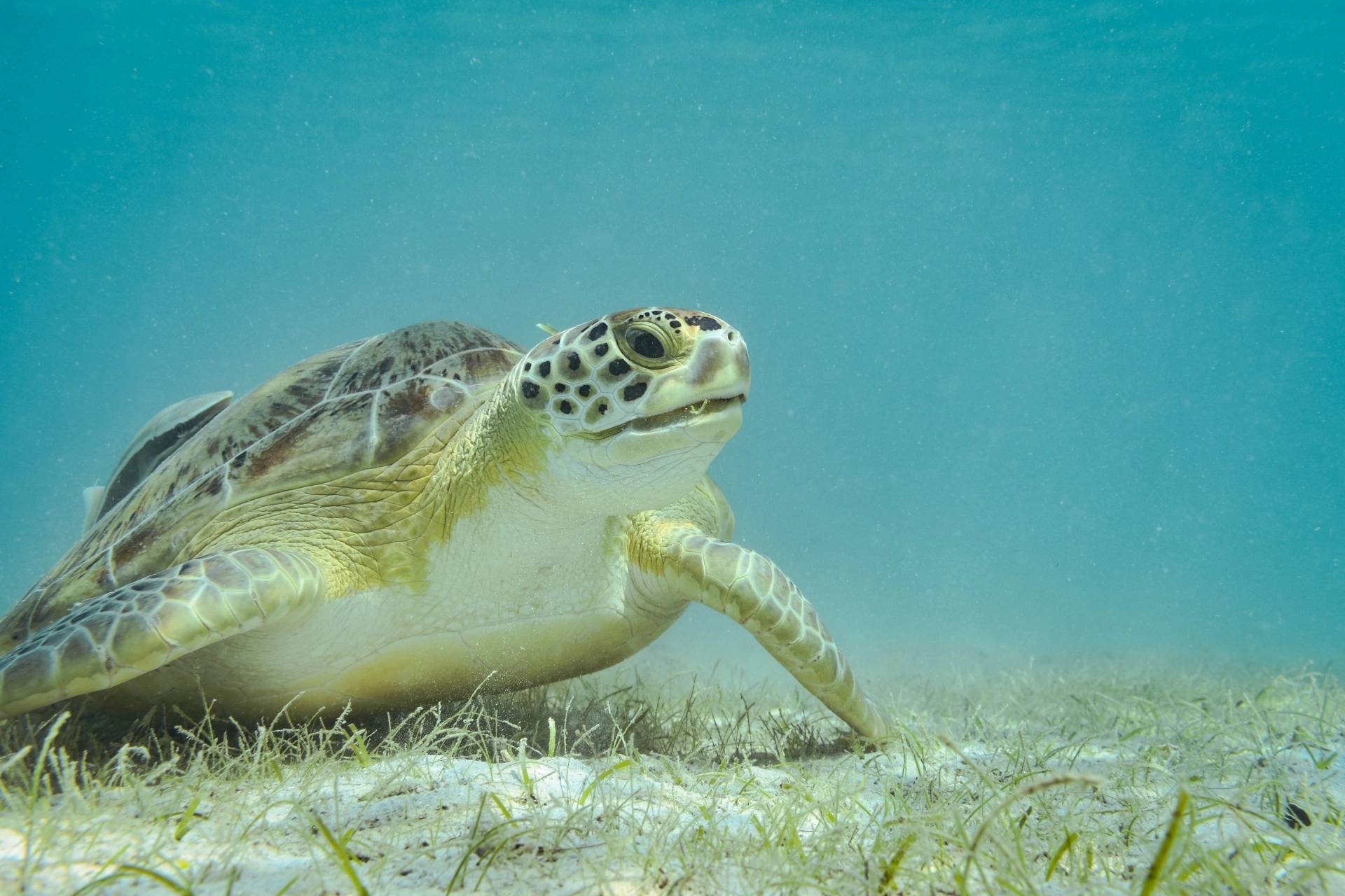sailing-trip-on-a-catamaran