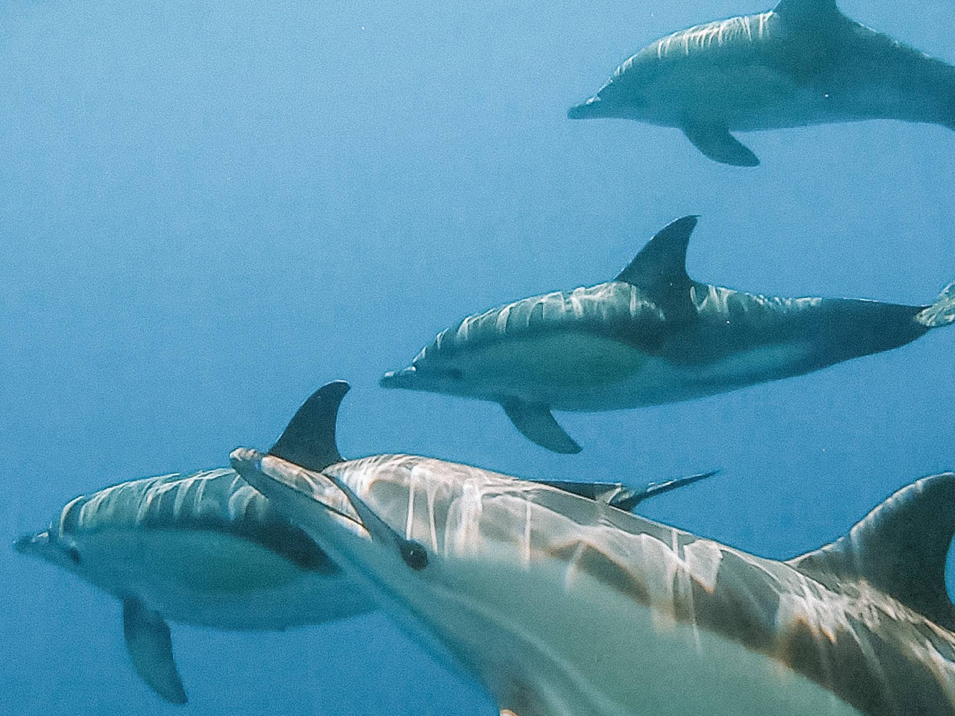 photo-catamaran-lucia-40-fountaine-pajot-3