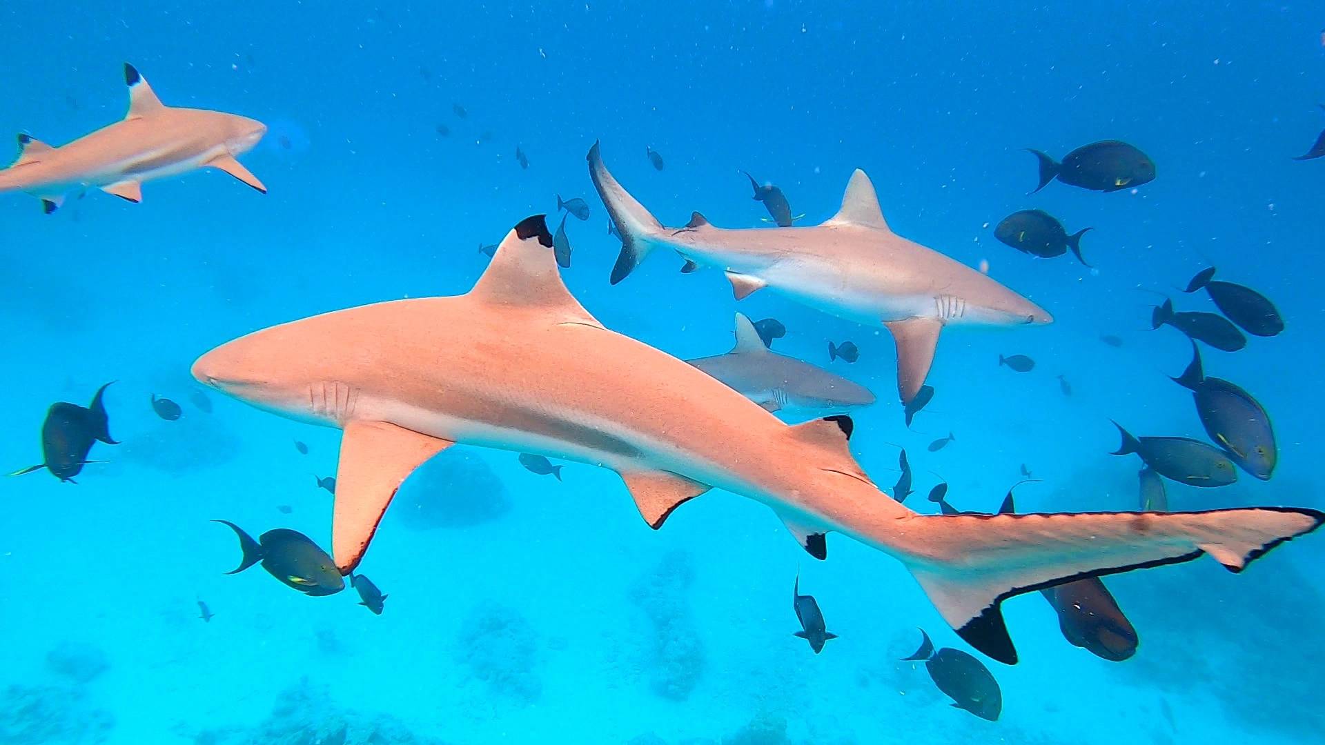 sailing-boat-picture-shipyard-fountaine-pajot