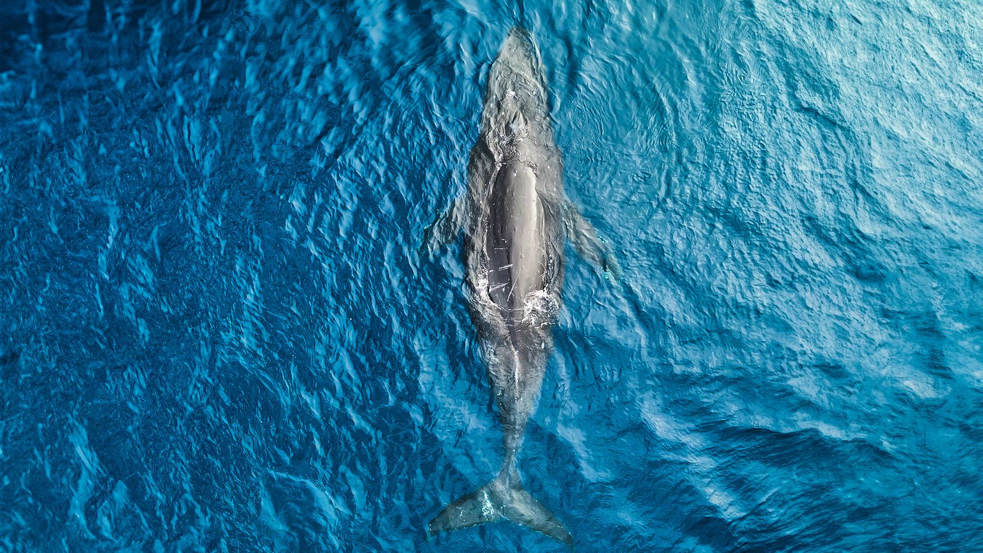 concour-photo-en-bateau-a-voile-fountaine-pajot-protection-de-l'environnement-baleine