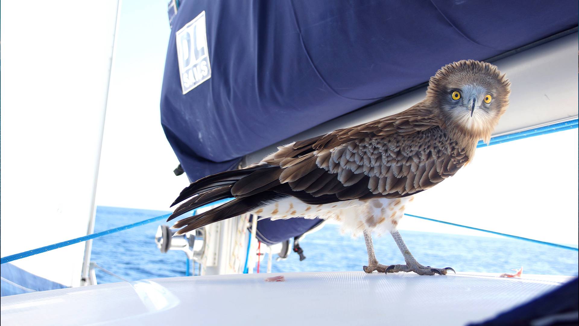 photocontest-My-Boat-And-I-2023-Astréa-42-Mojo-Sailing-Bird