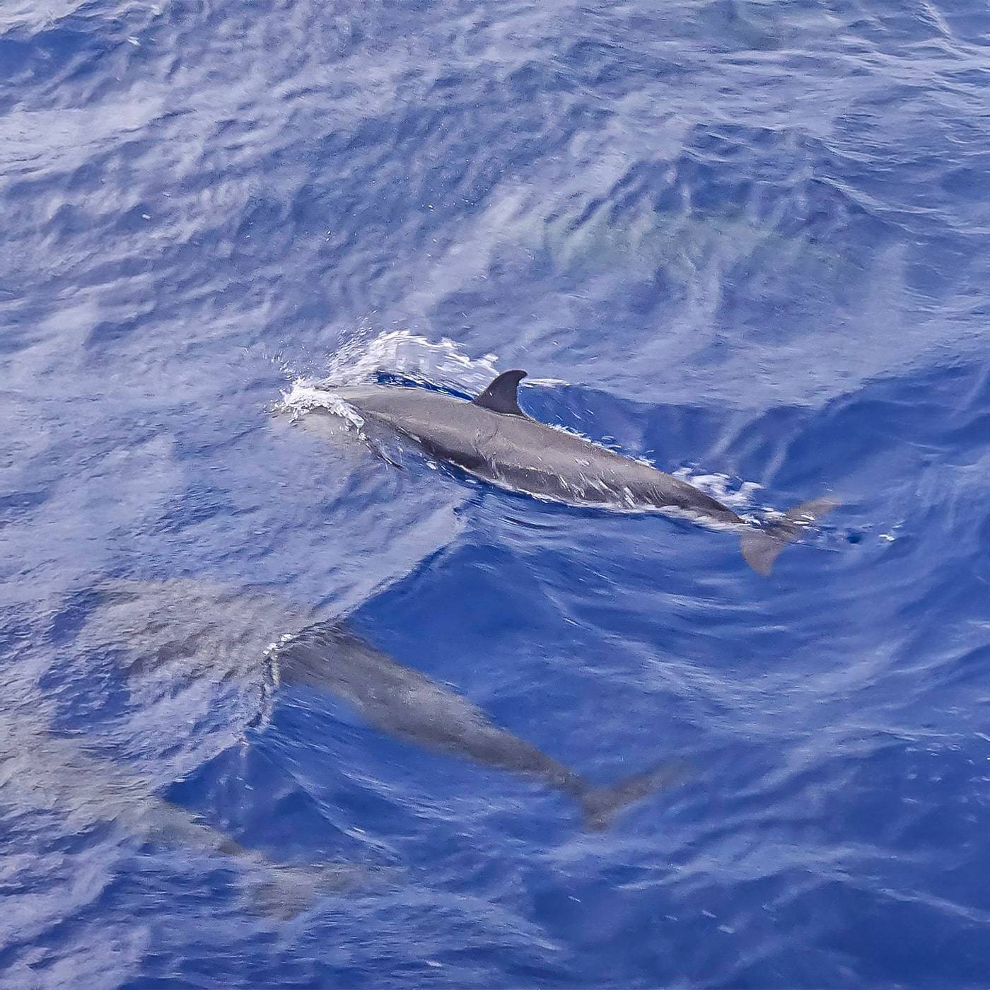 tour-du-monde-astréa-42-dauphins